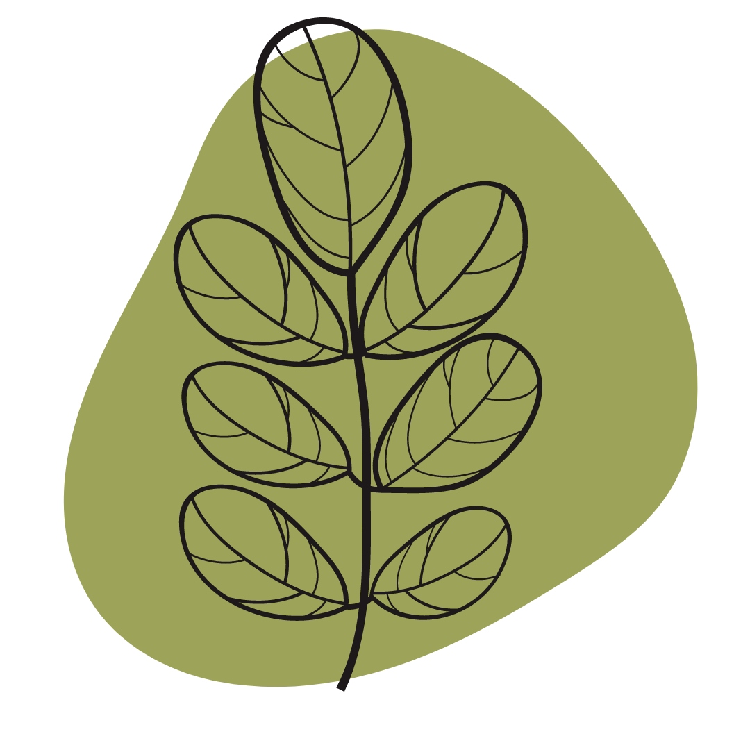 Feudle de moringa