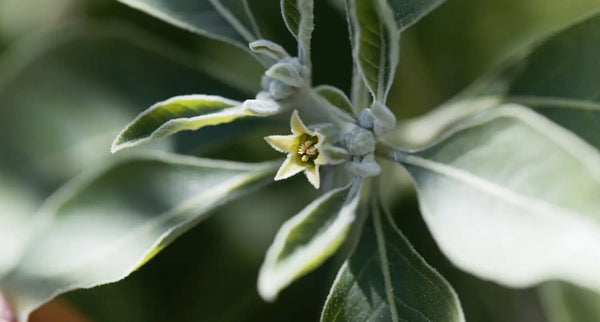 ASHWAGANDHA ET REPOS : UN MOYEN NATUREL D'AMÉLIORER LA QUALITÉ DU SOMMEIL