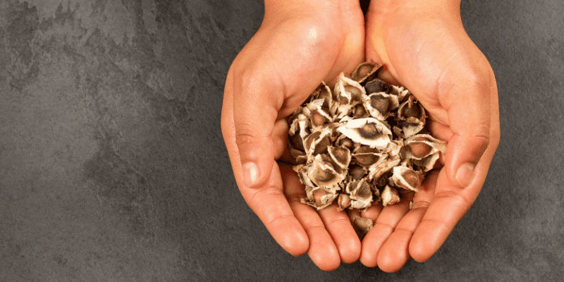 graines de moringa