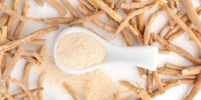QU'EST-CE QUE L'ASHWAGANDHA (WITHANIA SOMNIFERA) ET OÙ POUSSE-T-IL ?