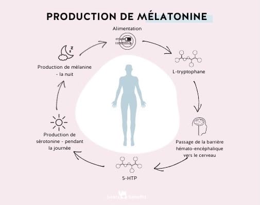 Voici comment la mélatonine est produite dans le corps humain - Bears with Benefits