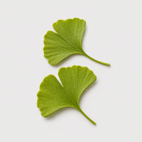Ginkgo
