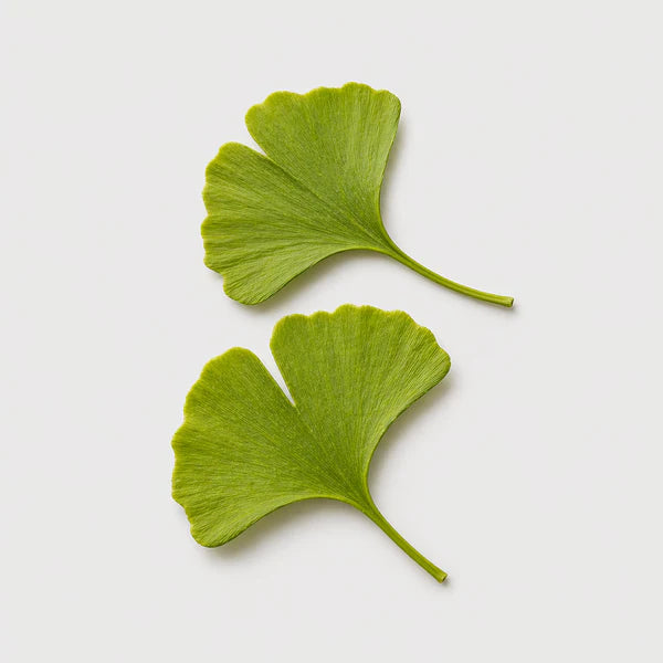 Ginkgo