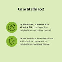 Visuel des bienfaits des gummies Matcha Métabolisme & Énergie avec vitamines B, niacine et zinc pour le métabolisme énergétique. l Bears with Benefits
